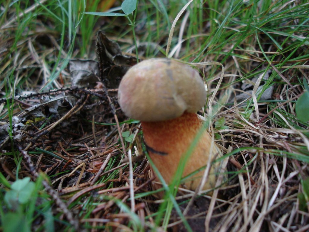 Arrivano i Boletus 09-07-2006